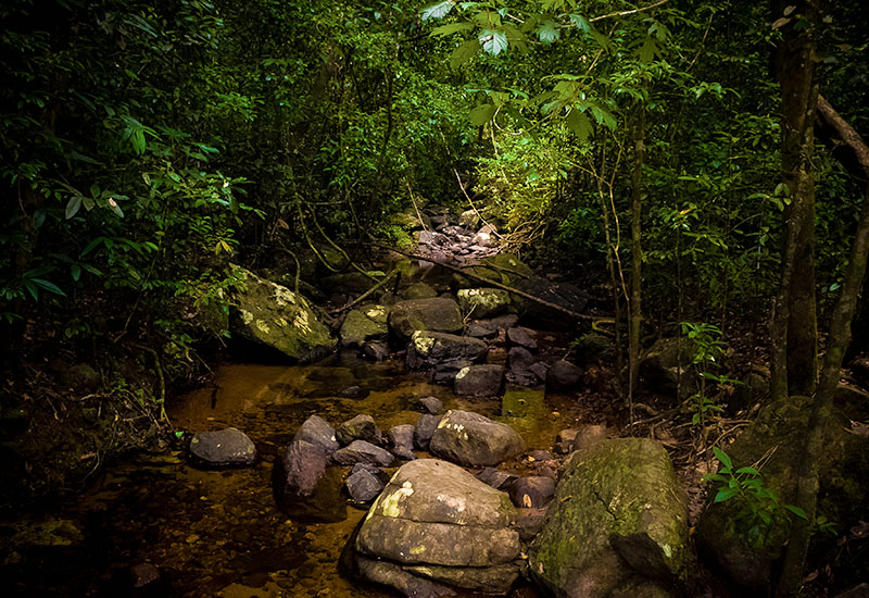 Kanneliya Forest